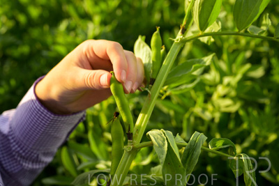 October 2022 / KANGAROO-FLAT-0352