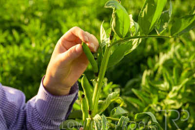 October 2022 / KANGAROO-FLAT-0355