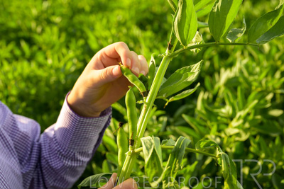 October 2022 / KANGAROO-FLAT-0356