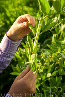 October 2022 / KANGAROO-FLAT-0360