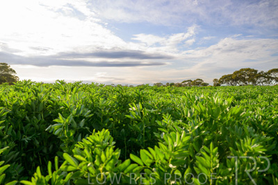 October 2022 / KANGAROO-FLAT-0453