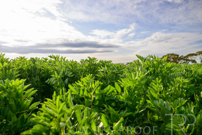 October 2022 / KANGAROO-FLAT-0454