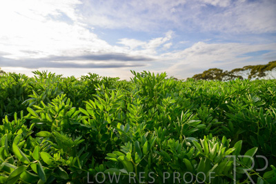 October 2022 / KANGAROO-FLAT-0456