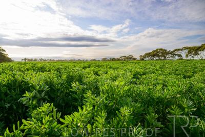 October 2022 / KANGAROO-FLAT-0457