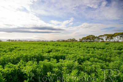 October 2022 / KANGAROO-FLAT-0459