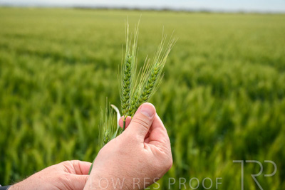 October 2022 / KANGAROO-FLAT-0980