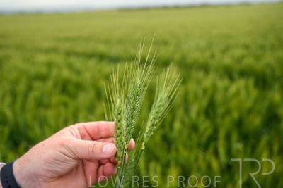 October 2022 / KANGAROO-FLAT-0984