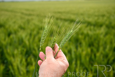 October 2022 / KANGAROO-FLAT-0985