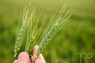 October 2022 / KANGAROO-FLAT-0987