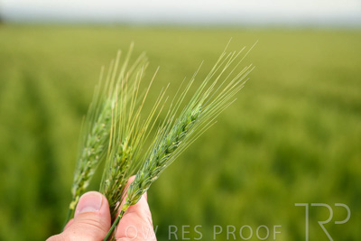 October 2022 / KANGAROO-FLAT-0988