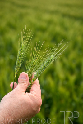 October 2022 / KANGAROO-FLAT-0989