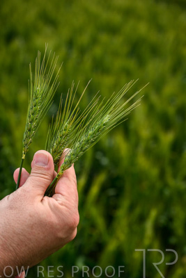 October 2022 / KANGAROO-FLAT-0990