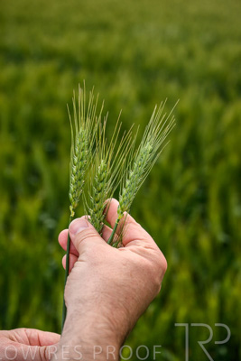 October 2022 / KANGAROO-FLAT-0992