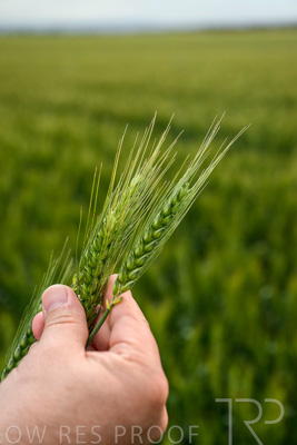 October 2022 / KANGAROO-FLAT-0993