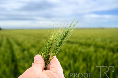 October 2022 / KANGAROO-FLAT-0994