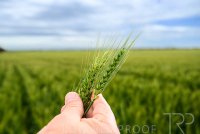 October 2022 / KANGAROO-FLAT-0995