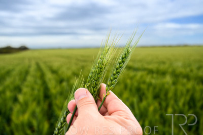 October 2022 / KANGAROO-FLAT-0997