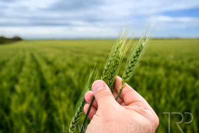 October 2022 / KANGAROO-FLAT-0998