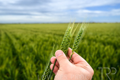 October 2022 / KANGAROO-FLAT-1000