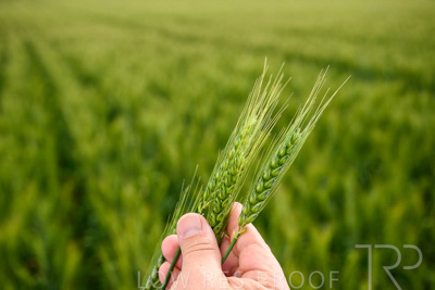 October 2022 / KANGAROO-FLAT-1001