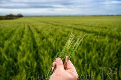 October 2022 / KANGAROO-FLAT-1003