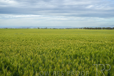 October 2022 / KANGAROO-FLAT-1046