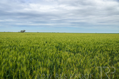 October 2022 / KANGAROO-FLAT-1050