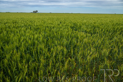 October 2022 / KANGAROO-FLAT-1052