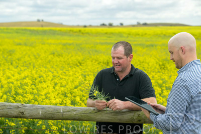 September 2024 / Malinong(SA)-Canola_240925-_Z9C9937