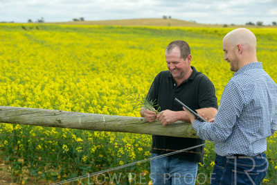 September 2024 / Malinong(SA)-Canola_240925-_Z9C9951