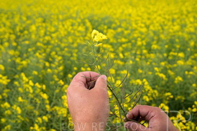 September 2024 / Malinong(SA)-Hands-Close-ups_240925-_Z9C0020