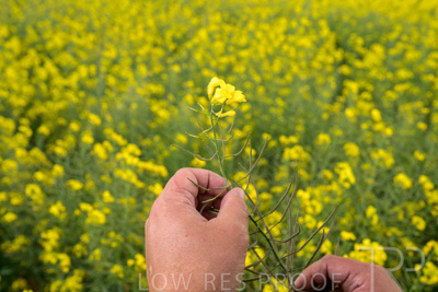 September 2024 / Malinong(SA)-Hands-Close-ups_240925-_Z9C0023