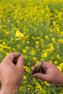 September 2024 / Malinong(SA)-Hands-Close-ups_240925-_Z9C0027