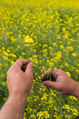 September 2024 / Malinong(SA)-Hands-Close-ups_240925-_Z9C0029