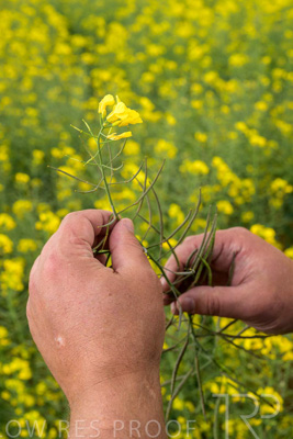September 2024 / Malinong(SA)-Hands-Close-ups_240925-_Z9C0034