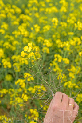 September 2024 / Malinong(SA)-Hands-Close-ups_240925-_Z9C0036