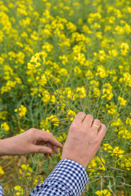 September 2024 / Malinong(SA)-Hands-Close-ups_240925-_Z9C0040