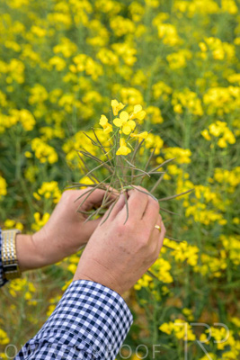 September 2024 / Malinong(SA)-Hands-Close-ups_240925-_Z9C0044