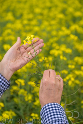 September 2024 / Malinong(SA)-Hands-Close-ups_240925-_Z9C0079