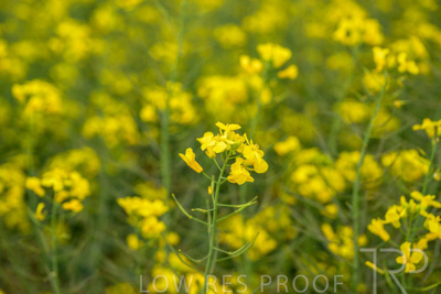 September 2024 / Malinong(SA)-Hands-Close-ups_240925-_Z9C0088