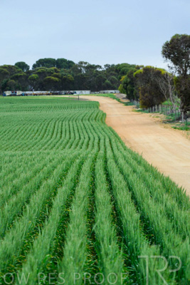 September 2024 / Malinong_SA_-Wheat-Scenes_240925-_Z8C9222
