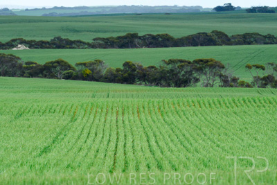 September 2024 / Malinong_SA_-Wheat-Scenes_240925-_Z8C9722