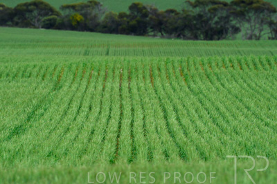 September 2024 / Malinong_SA_-Wheat-Scenes_240925-_Z8C9724
