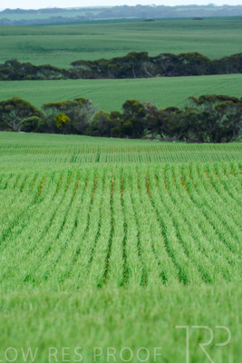 September 2024 / Malinong_SA_-Wheat-Scenes_240925-_Z8C9726