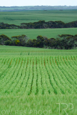 September 2024 / Malinong_SA_-Wheat-Scenes_240925-_Z8C9728