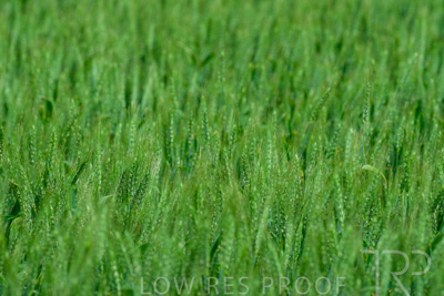 September 2024 / Malinong_SA_-Wheat-Scenes_240925-_Z8C9731