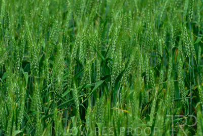 September 2024 / Malinong_SA_-Wheat-Scenes_240925-_Z8C9738