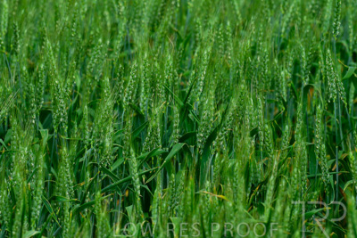 September 2024 / Malinong_SA_-Wheat-Scenes_240925-_Z8C9739