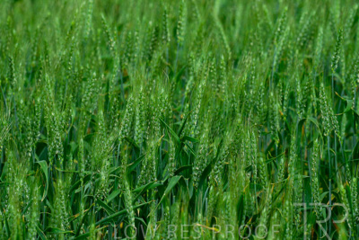 September 2024 / Malinong_SA_-Wheat-Scenes_240925-_Z8C9741