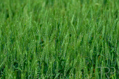 September 2024 / Malinong_SA_-Wheat-Scenes_240925-_Z8C9745